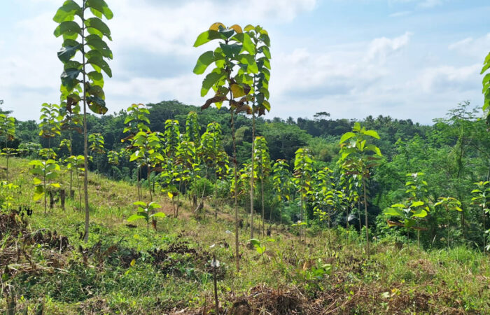 Bumi Suksesindo handed over the final portion of compensation land reforestation to the government.